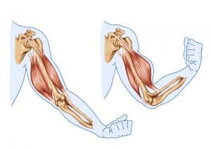 La contraction musculaire