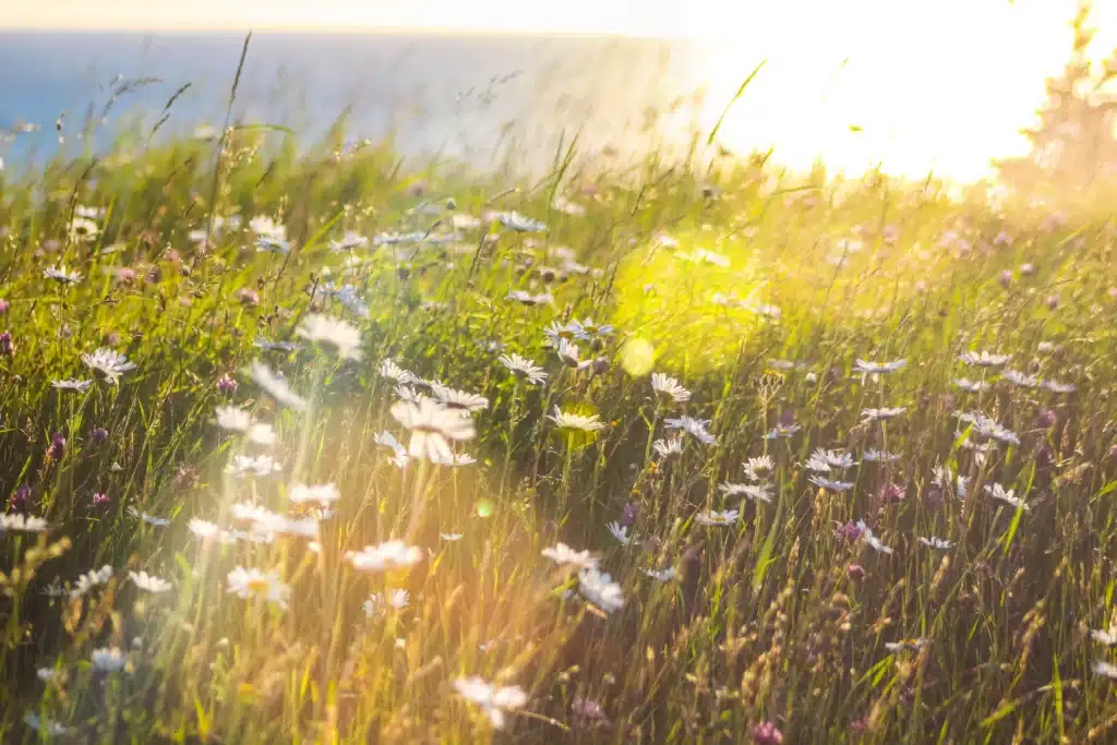Vitamine D - 7 raisons pour lesquelles tu en manques (et comment y remédier) 1 vitamine-d-alimentation-soleil-alexlevand