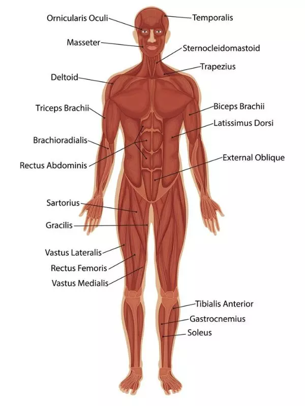 Comment choisir ton programme de musculation maison ? 1 Muscles du corps humain